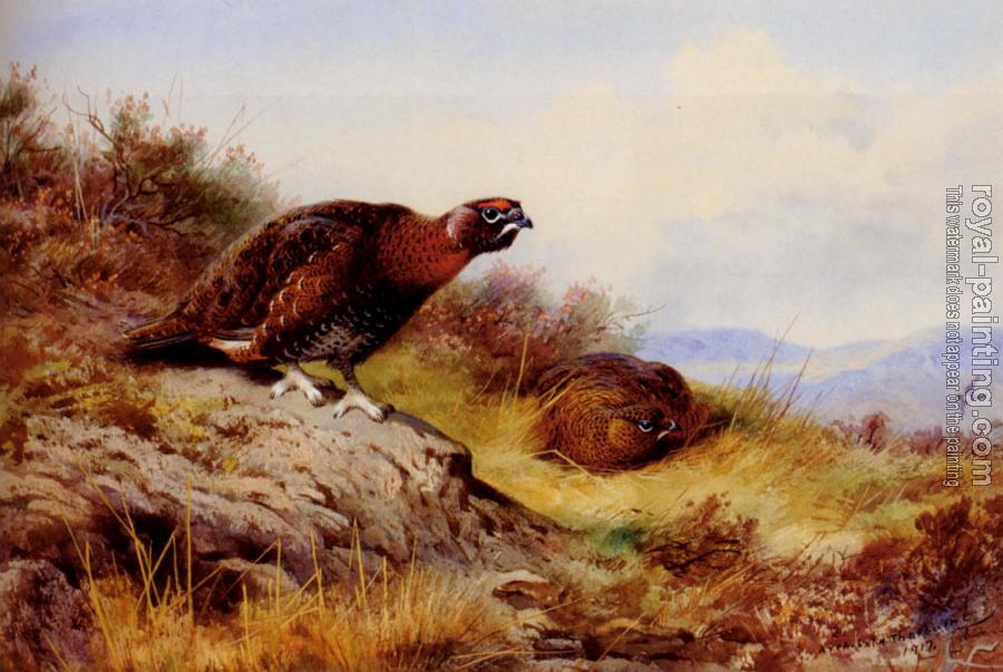 Archibald Thorburn : Red Grouse On The Moor